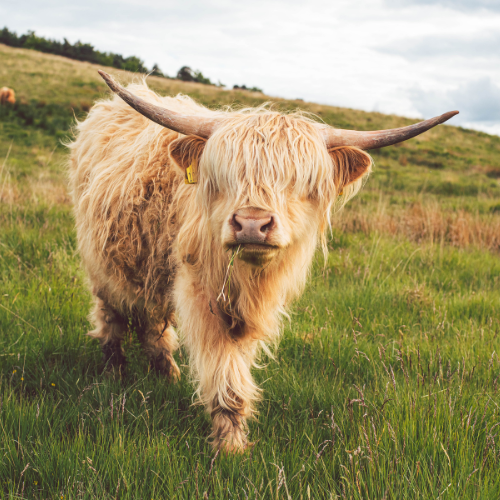 The Push to Cut Meat & Plant More Trees—  Is This Really About Climate, or Something Else?